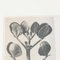 Karl Blossfeldt, Black & White Flower, 1942, Fotograbado, Imagen 7