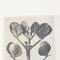 Karl Blossfeldt, Black & White Flower, 1942, Photogravure 7