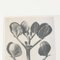 Karl Blossfeldt, Fiore bianco e nero, 1942, Immagine 7