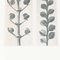 Karl Blossfeldt, Black & White Flower, 1942, Fotograbado, Imagen 6