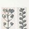 Karl Blossfeldt, Black & White Flower, 1942, Heliogravüre 5