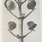 Karl Blossfeldt, Black & White Flower, 1942, Fotograbado, Imagen 8