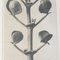 Karl Blossfeldt, Black & White Flower, 1942, Photogravure 8