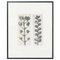 Karl Blossfeldt, Black & White Flower, 1942, Fotograbado, Imagen 13