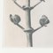Karl Blossfeldt, Black & White Flower, 1942, Fotograbado, Imagen 9