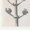 Karl Blossfeldt, Black & White Flower, 1942, Photogravure 9