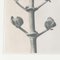 Karl Blossfeldt, Black & White Flower, 1942, Photogravure, Image 9
