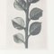 Karl Blossfeldt, Black & White Flower, 1942, Fotograbado, Imagen 10