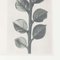 Karl Blossfeldt, Black & White Flower, 1942, Photogravure 10