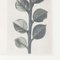 Karl Blossfeldt, Black & White Flower, 1942, Photogravure, Image 10
