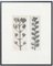 Karl Blossfeldt, Black & White Flower, 1942, Fotograbado, Imagen 1