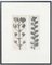 Karl Blossfeldt, Fiore bianco e nero, 1942, Immagine 1