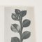 Karl Blossfeldt, Black & White Flower, 1942, Fotograbado, Imagen 12