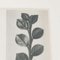 Karl Blossfeldt, Black & White Flower, 1942, Photogravure 12
