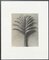 Karl Blossfeldt, Black & White Flower, 1942, Photogravure 1