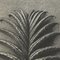 Karl Blossfeldt, Black & White Flower, 1942, Photogravure 6