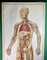 Human Body Poster, 1952 4