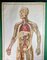 Póster del cuerpo humano, 1952, Imagen 4