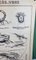 French Double-Sided Poster of Mollusks and Crustaceans, Image 14