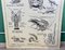 French Double-Sided Poster of Mollusks and Crustaceans 13