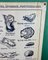 French Double-Sided Poster of Mollusks and Crustaceans 4