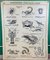 French Double-Sided Poster of Mollusks and Crustaceans 19