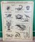 French Double-Sided Poster of Mollusks and Crustaceans 1