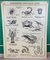 French Double-Sided Poster of Mollusks and Crustaceans, Image 1