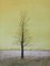 Jacques Joachim Jean Rigal, French Paysage d'Ile de France, Tree, 20th-Century, Lithograph, Image 1