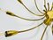 Brass 12-Arm Sputnik Chandelier Attributed to Arredoluce, 1950s, Image 7