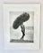 Herb Ritts, Male Nude with Tumbleweed, Paradise Cove, 1988, Silver Gelatin Print 4