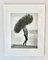 Herb Ritts, Nu Masculin avec Tumbleweed, Paradise Cove, 1988, Impression Gélatine Argentée 4