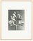 Karl Blossfeldt, Black & White Flower, 1942, Photogravure, Framed 1