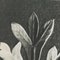 Karl Blossfeldt, Black & White Flower, 1942, Photogravure, Framed 11