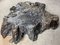 Brutalism Blackened Organic Teak Root Coffee Table, 2021, Image 5