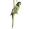 Hanging Parrot Figurine in Ceramic, Image 10