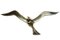 Bird Wall Decoration in Brass 4