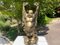 Patinated Wooden Buddha Sculpture in Gilt Color 2