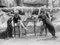 Foto di volpe, Amici animali, 1931 / 2022, Immagine 1