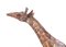 Giraffen aus Bronze, 20. Jh., 2er Set 4