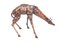 Giraffen aus Bronze, 20. Jh., 2er Set 2