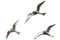 Chrome Seagulls, Set of 3 2