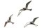 Chrome Seagulls, Set of 3, Image 2