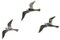 Chrome Seagulls, Set of 3, Image 3