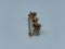 Broche antiguo de oro de 18 k con pequeñas perlas cultivadas, Imagen 7