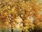 Robert Wood, October Gold, XX secolo, olio su tela, con cornice, Immagine 4