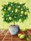 Toni, Natura morta con albero di limone, XX secolo, Olio su tela, Incorniciato, Immagine 1