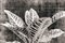 Sumit Mehndiratta, Vintage Croton, 2021, Archival Ink Print sur Canvas 1