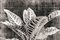Sumit Mehndiratta, Vintage Croton, 2021, Archival Tintendruck auf Leinwand 1