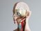 Modello anatomico, Germania Ovest, Immagine 5